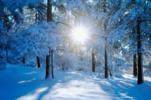 sun through winter trees